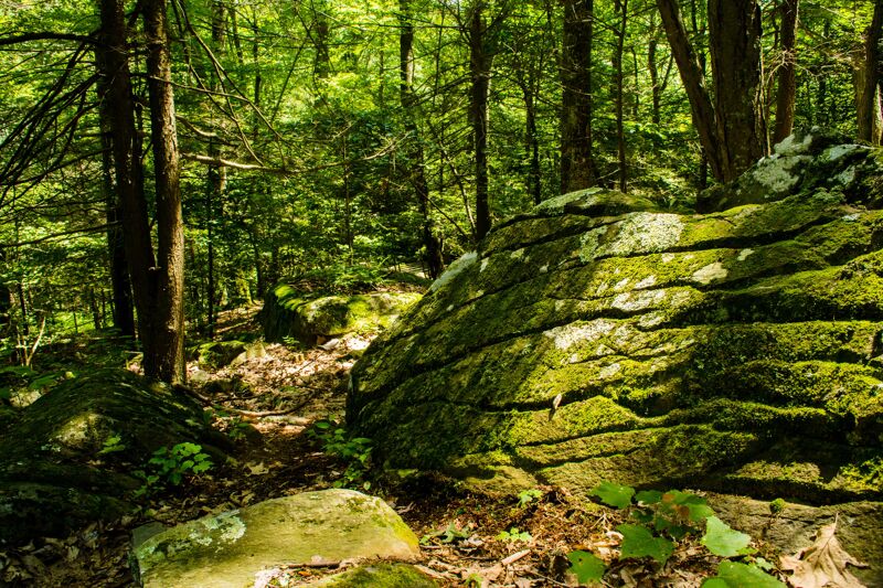 The image shows a lush forest scene with a large, moss-covered rock formation in the foreground. Sunlight filters through the trees, illuminating the moss and creating a dappled effect on the forest floor. The trees are tall and dense, creating a sense of depth and enclosure. The overall impression is one of a peaceful and natural environment.
